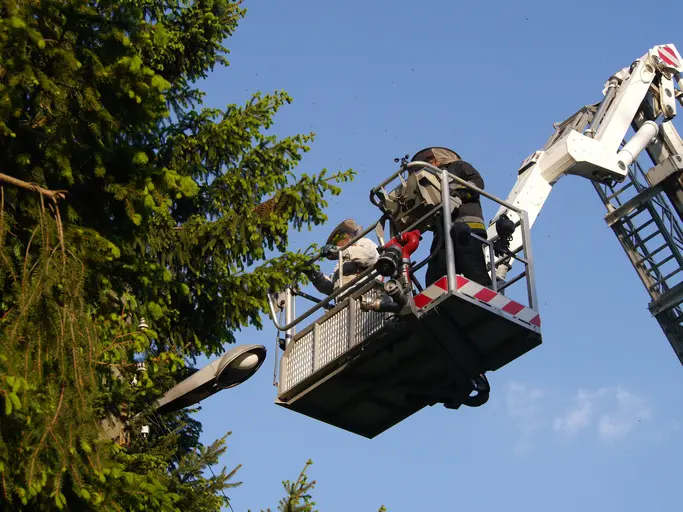 How Tree Trimming Prevents Damage To Your Property in Huntington Beach CA