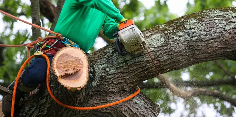The Benefits Of Regular Tree Trimming For Tree Health Huntington Beach CA