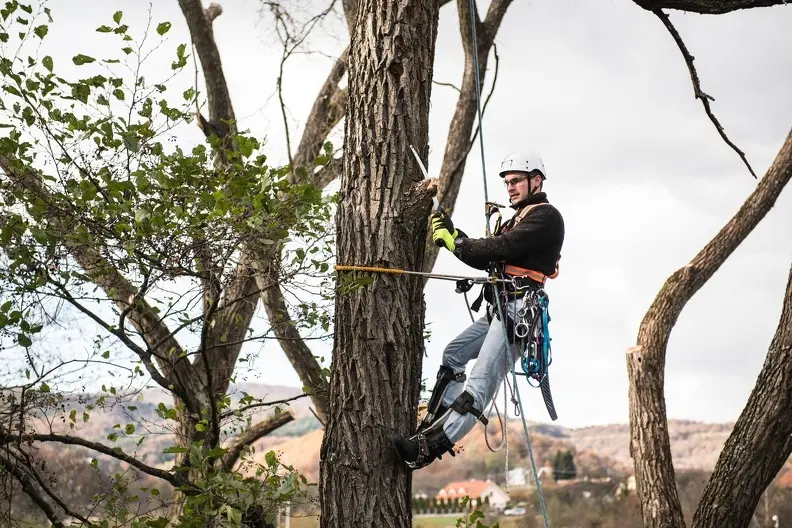 The Benefits Of Regular Tree Trimming For Tree Health in Huntington Beach CA
