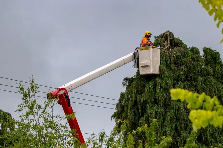 Top-rated Tree Trimming Huntington Beach CA